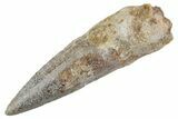 Fossil Spinosaurus Tooth - Real Dinosaur Tooth #368141-1